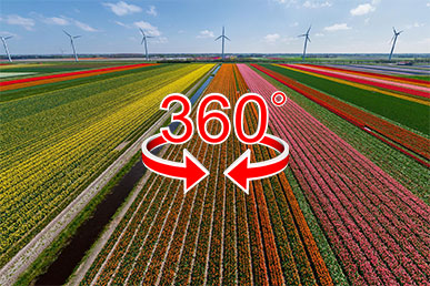 360°-os nézet | Tulipánföldek Hollandiában