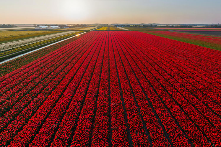 360º pohled | Tulipánová pole v Holandsku