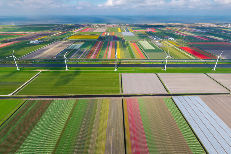 360度ビュー | オランダのチューリップ畑