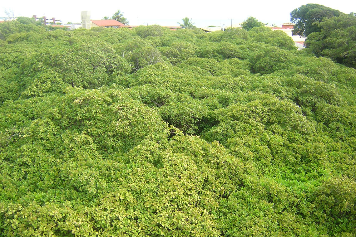 Tree Grove Cashew Pirangi (Hạt điều Pirangi)