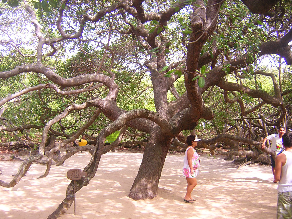Tree Grove Cashew Pirangi (Cashew von Pirangi)