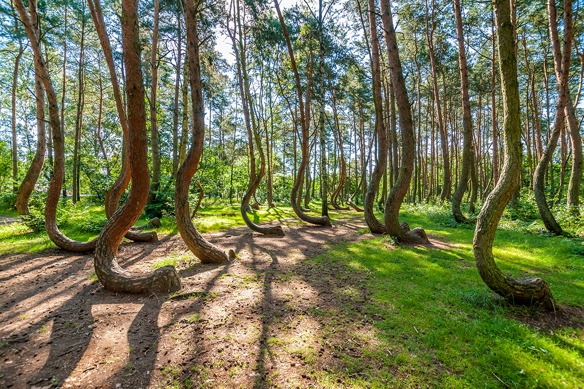 Crooked Forest, Poland