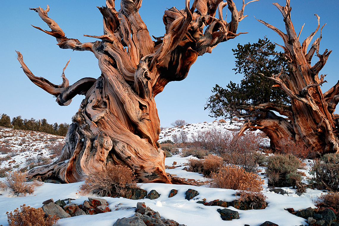 Ancient Bristlecone Pine Forest, USA