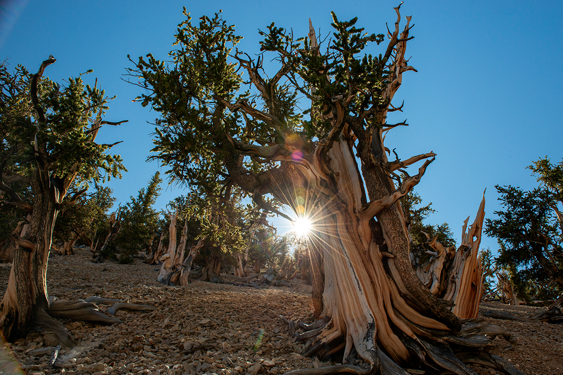 Ancient Bristlecone Pine Forest, USA