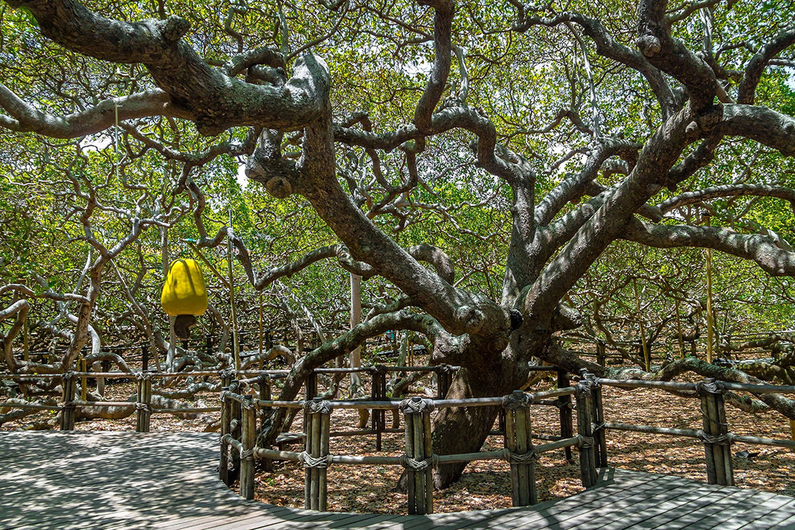 Cashew Tree-Grove, Brazil