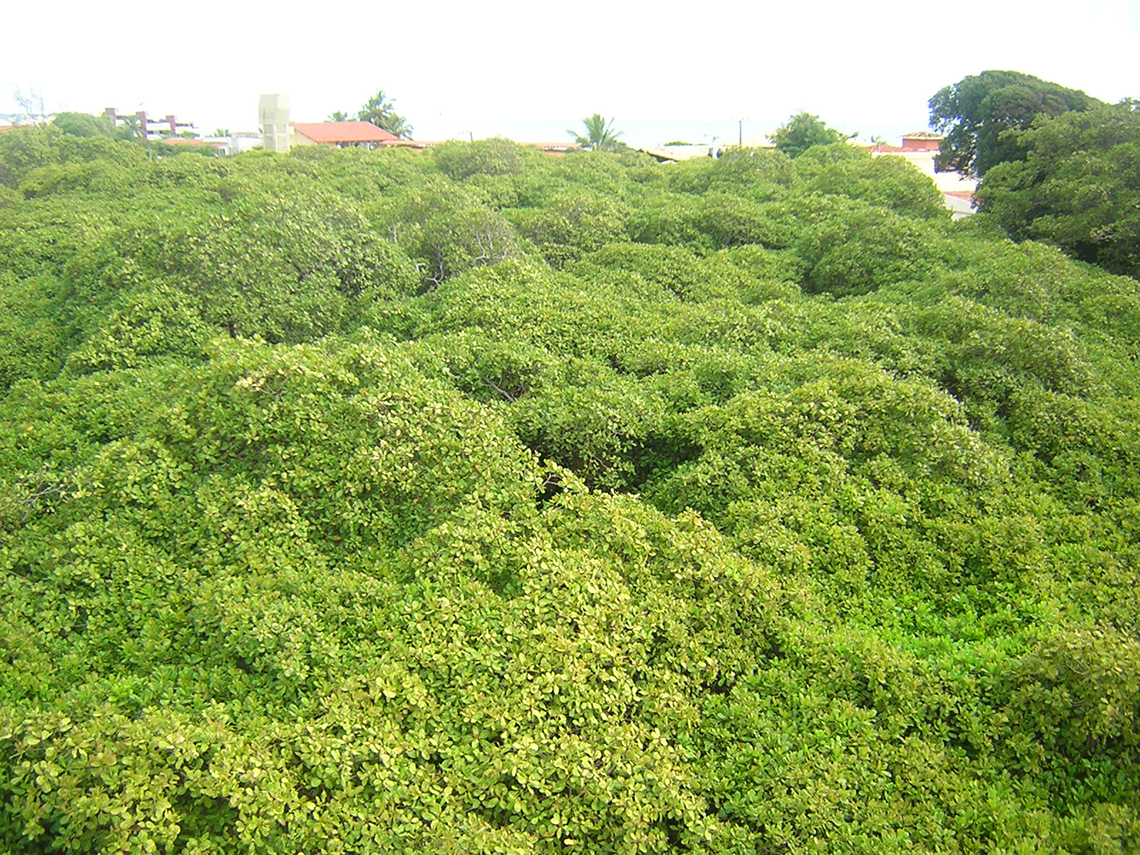 Pirangi Cashew Tree-Grove, Brazil