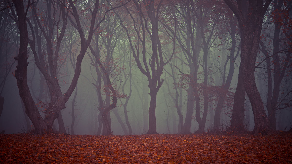 世界で最も超常現象の森 (パラノーマル フォレスト) または世界で最も幽霊が出る森 (ホーンテッド フォレスト) は、ルーマニアのホイアの森、ホイア バチュウの森、ホレア バチュウの森です。