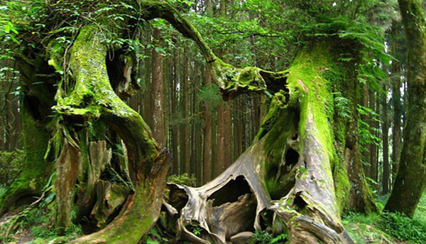 世界で最も超常現象の森 (パラノーマル フォレスト) または世界で最も幽霊が出る森 (ホーンテッド フォレスト) は、ルーマニアのホイアの森、ホイア バチュウの森、ホレア バチュウの森です。