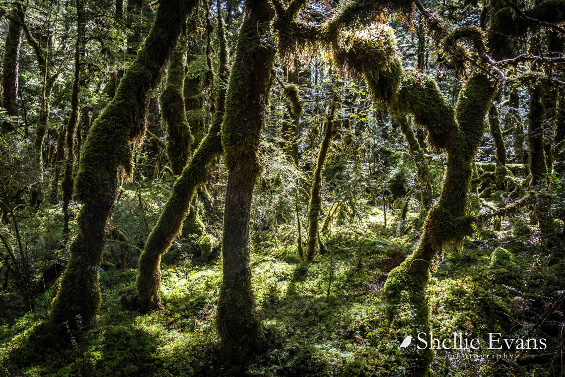 ゴブリンの森、ニュージーランド