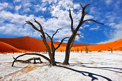 DeadVlei’s Dead Forest: Beauty Frozen in Time