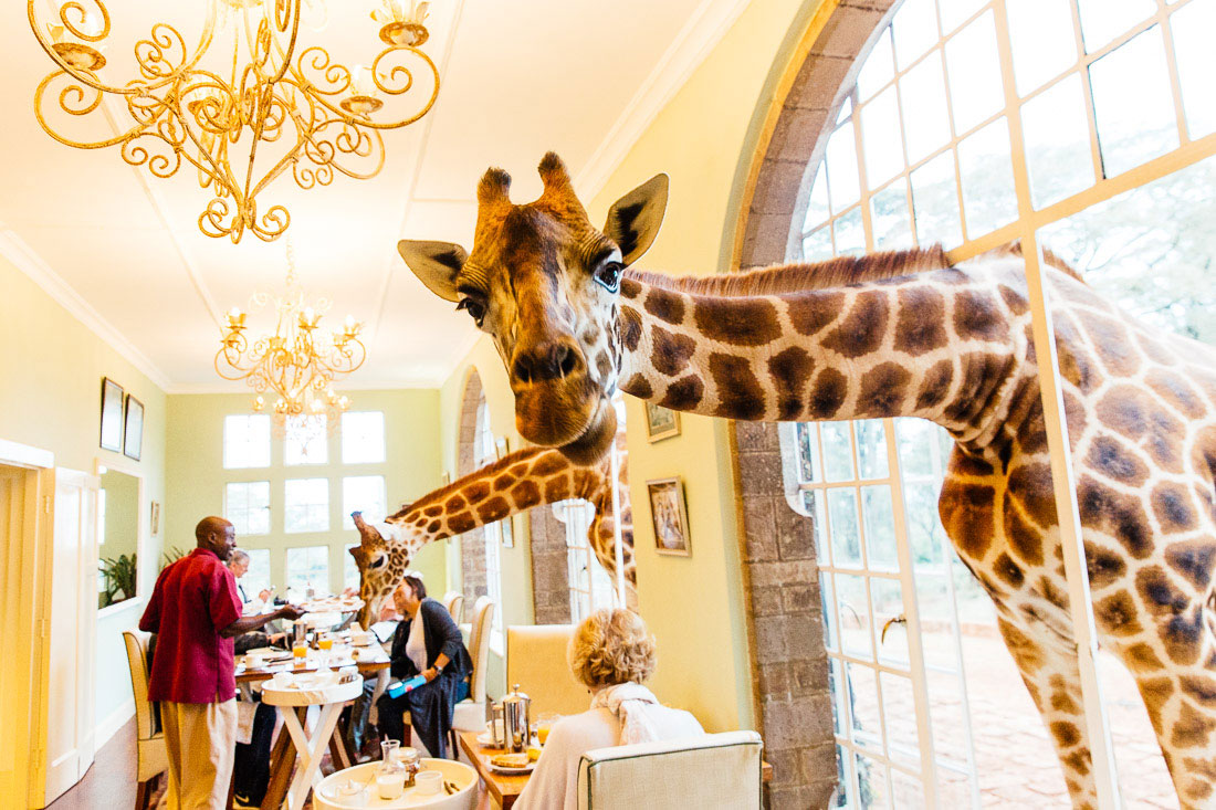 Жираф Ротшильда был назван в честь основателя музея в Тринге Уолтера Ротшильда. Также он известен под названием жираф Баринго – по названию области озера Баринго в Кении. В 2007 году было предложено выделить жирафа Ротшильда в самостоятельный вид, а не подвид.