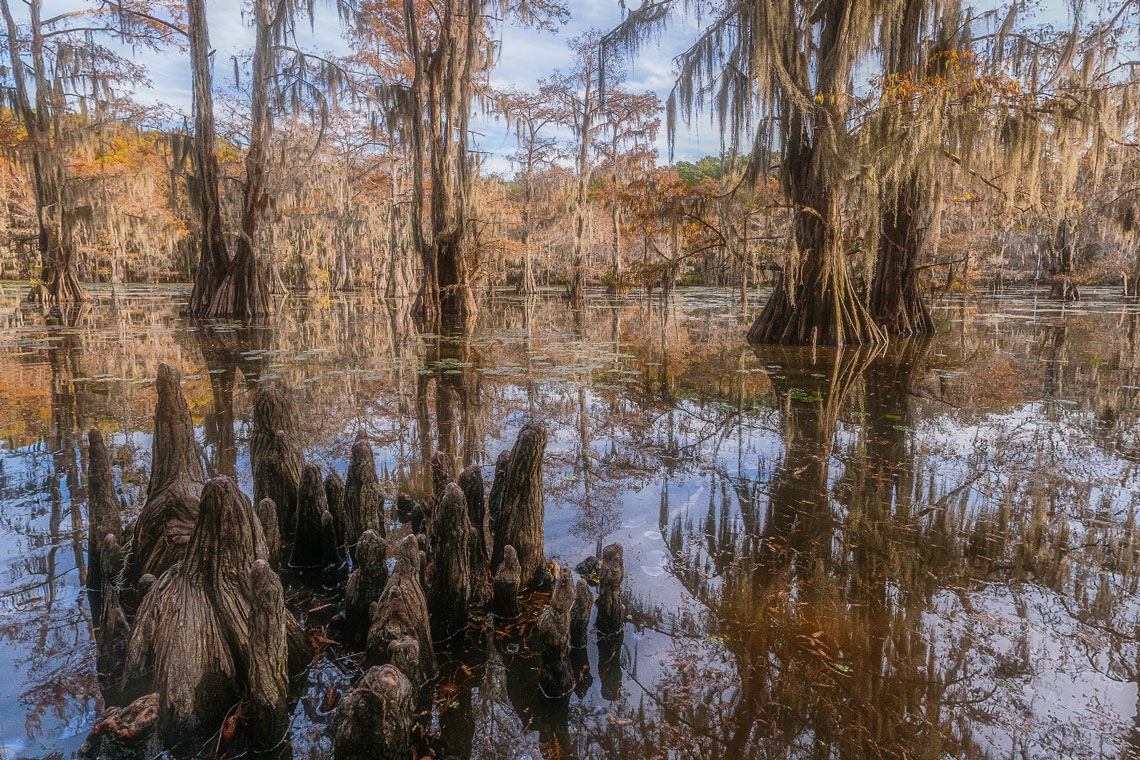 Chuyến đi ảo: đầm lầy Cypress ở Hoa Kỳ trên biên giới của các bang Louisiana và Texas