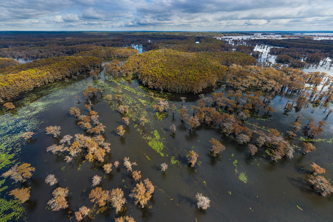 Виртуальное путешествие: Кипарисовые болота в США на границе штатов Луизиана и Техас