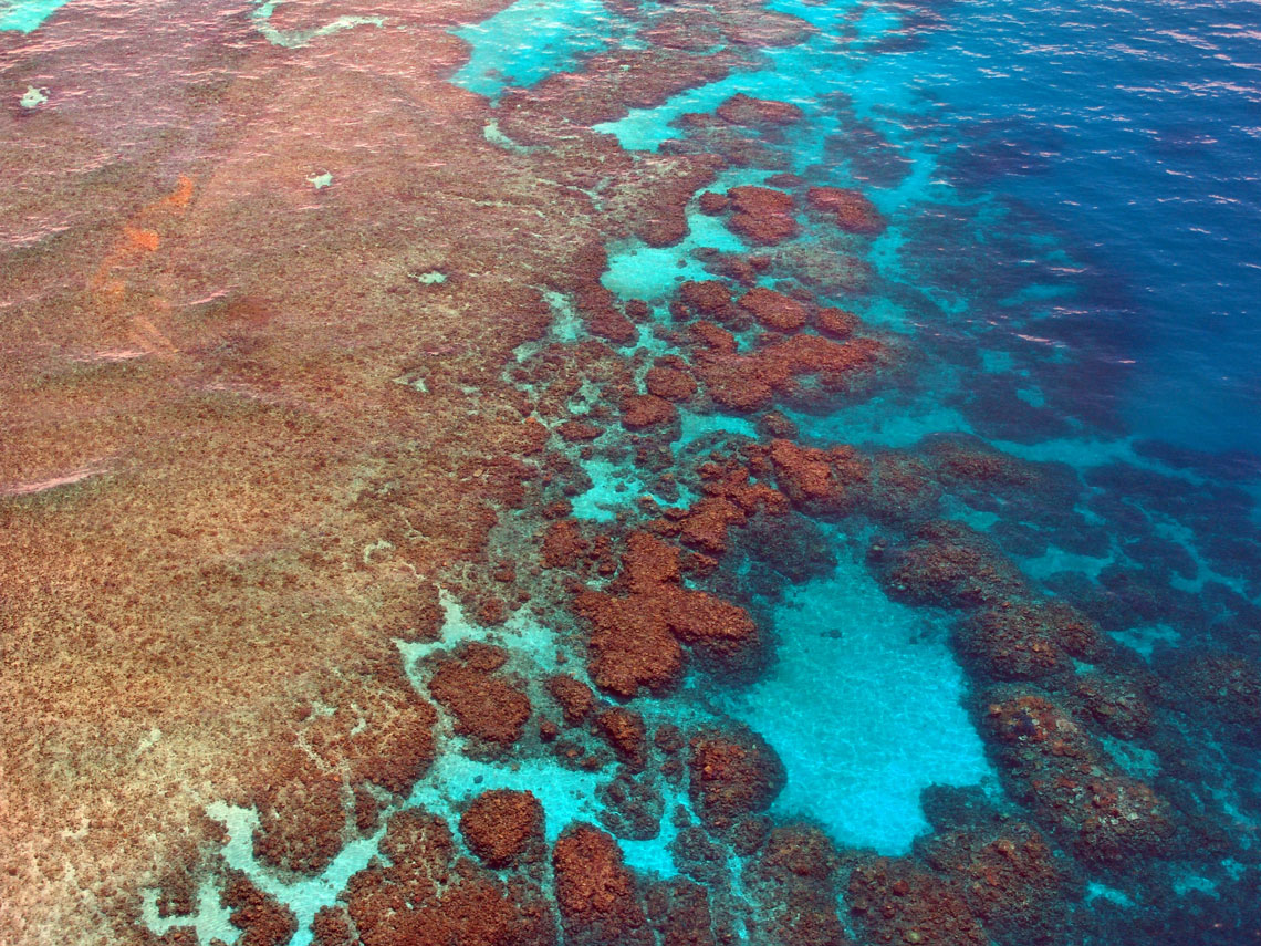 A Nagy-korallzátony számos élő szervezetet támogat, és az UNESCO 1981-ben a Világörökség részévé választotta. Fejlődésének modern története körülbelül 8000 évig tart. A régi alapon még mindig új rétegek jelennek meg. A Nagy-korallzátony a világ legnagyobb ökoszisztémája, mert korallpolipok kolóniája. Több mint 400 korallfaj él itt.