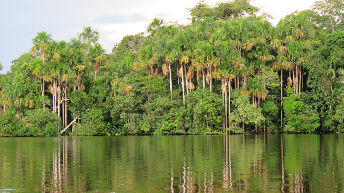 Az Amazonas-medencében található a világ legnagyobb trópusi esőerdeje. Az örökzöld egyenlítői erdő klímája forró és párás, a hőmérséklet egész évben 25-28 °C között ingadozik, és éjszaka sem esik 20 °C alá. Itt szokatlanul bőséges a csapadék: éves mennyiségük 2000-4000 mm, de esetenként több is esik. Bent az erdőben nyugalom van, csak viharkor lengedeznek a fák teteje. A fák koronái alatti vastag leveleken és szőlőfonatain keresztül kevés fény hatol be, a buja növényzet pedig megnehezíti a mozgást, teljesen megfosztva a tájékozódástól. Ha csak kis távolságra is szeretne haladni, gyakran le kell vágnia egy utat.