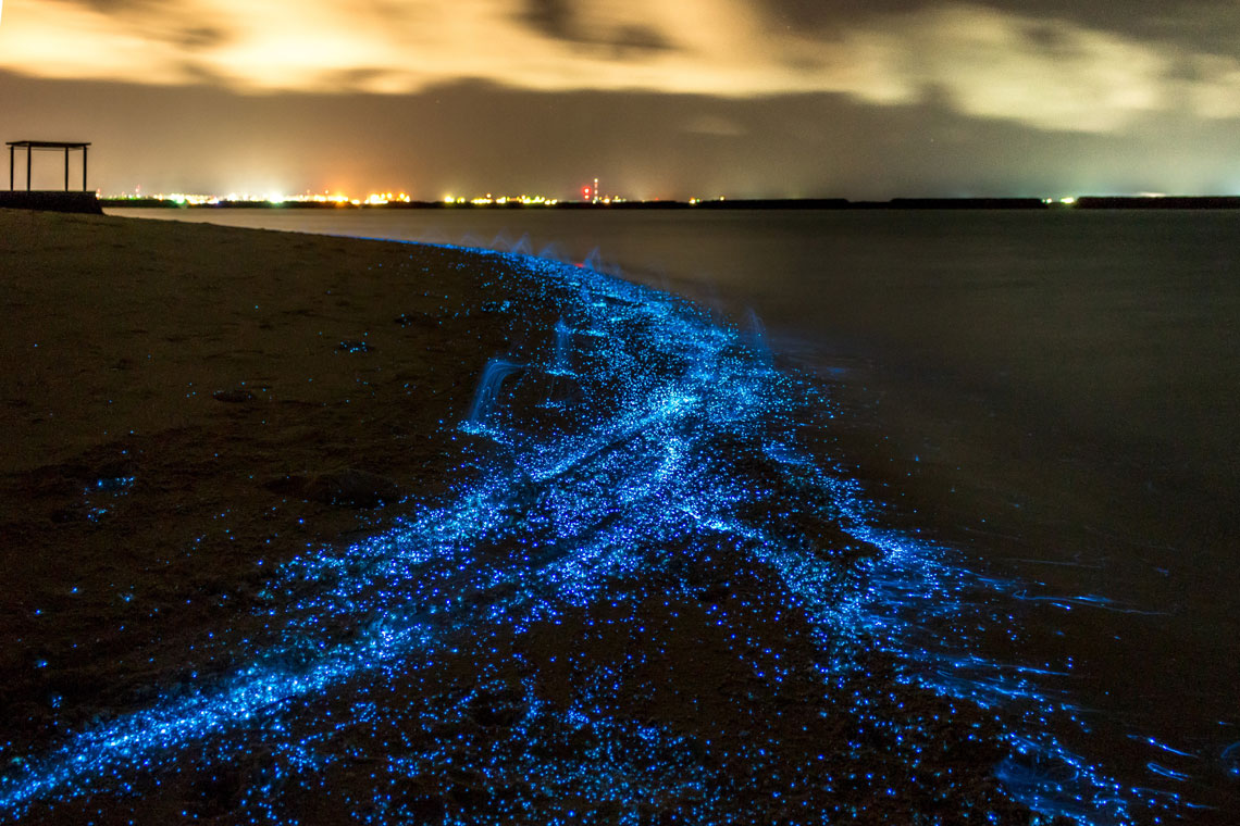 Plankton washed up on the beaches of Vaadhoo Island (Maldives) colors the shores with thousands of lights. The glow is explained by bioluminescence – chemical processes in the body of animals, in which the released energy is released in the form of light.