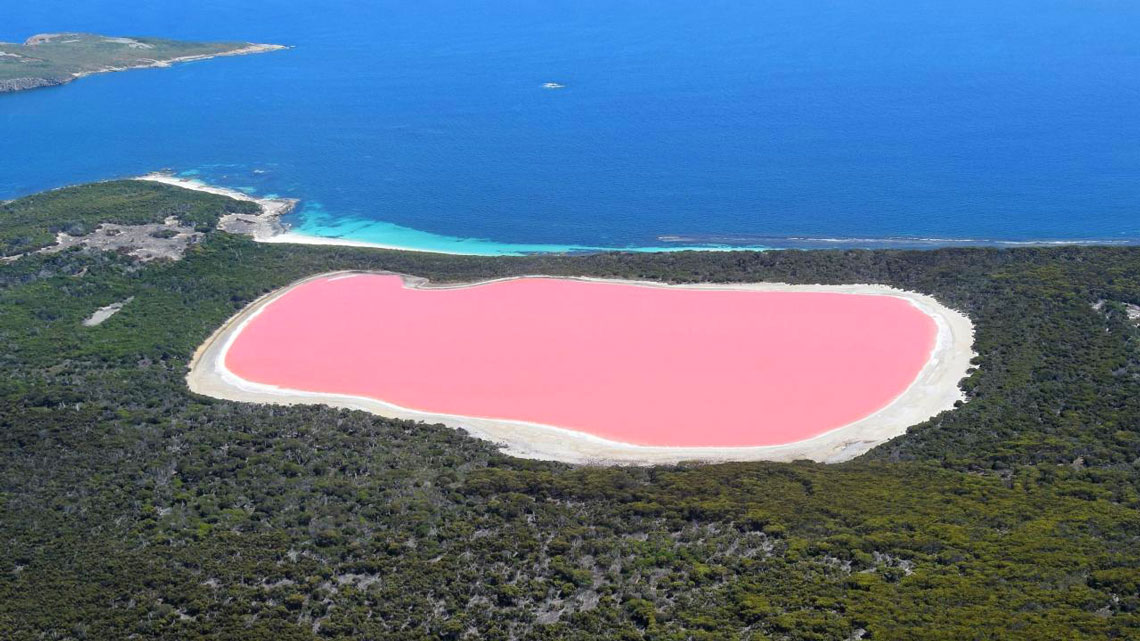 The source of the pink color of Lake Hillier was not found for a long time, but according to one of the hypotheses of scientists, colored water is the result of the vital activity of microorganisms and bacteria that live in this salty reservoir. Moreover, the level of salt content here is much higher than in coastal ocean waters, and in the dry summer months, pink hues turn into coral and burgundy. In 2016, within the framework of the Extreme Microbiome Project, metagenomic studies of the lake water were carried out, which revealed that the presence of Dunaliella salina algae, as well as organisms Salinibacter ruber, Dechloromonas aromatica and some other archaea species, really gives a pink tint to the water.