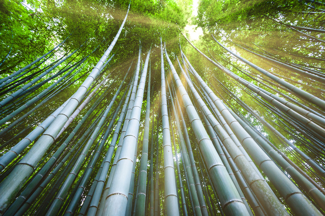 La forêt de bambous de Sagano est située au Japon à la périphérie ouest de Kyoto dans le parc Arashiyama, non loin du temple bouddhiste zen Tenryu-ji, qui est un site du patrimoine mondial. La forêt est une avenue pittoresque de milliers de bambous vertigineux et est l'une des attractions naturelles les plus étonnantes du Japon.