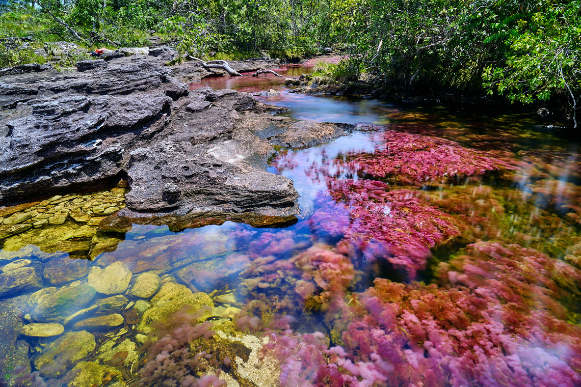 Tęczowa rzeka Caño Cristales ma 5 kolorów: żółty, niebieski, zielony, czarny i czerwony. Wszystkie są wynikiem żywotnej aktywności licznych alg iw zależności od pory roku ich nasycenie wzrasta lub słabnie.