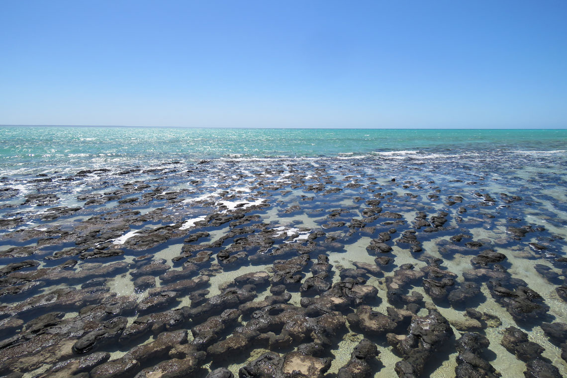I den sørligste delen av bukten ligger det ultrasalte, grunne Hamelin-bassenget, verdens største lokalitet av stromatolitter – karbonatformasjoner dannet av cyanobakterielle matter. Nå er de svært sjeldne på planeten. De eldste fossile stromatolittene er omtrent 3,7 milliarder år gamle.