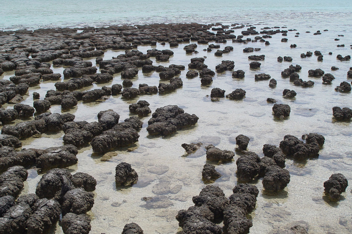 Op basis van groeisnelheden wordt aangenomen dat cyanobacteriën (blauwgroene algen) ongeveer 1000 jaar geleden begonnen met het verzamelen van stromatolieten in het Hamelen-bekken in het zuidelijke deel van de baai. Deze structuren zijn de moderne equivalenten van de vroegste tekenen van leven op aarde en worden beschouwd als de langste biologische afstamming. Ze werden voor het eerst geïdentificeerd in 1956 in het Hamelen-bekken als een levende soort, waarvoor het alleen bekend was in het fossielenbestand. Hamelin Pool bevat de meest diverse en talrijke exemplaren van levende stromatolietvormen ter wereld. Van sommige stromatolieten wordt gedacht dat ze een nieuwe vorm van chlorofyl bevatten, chlorofyl f.