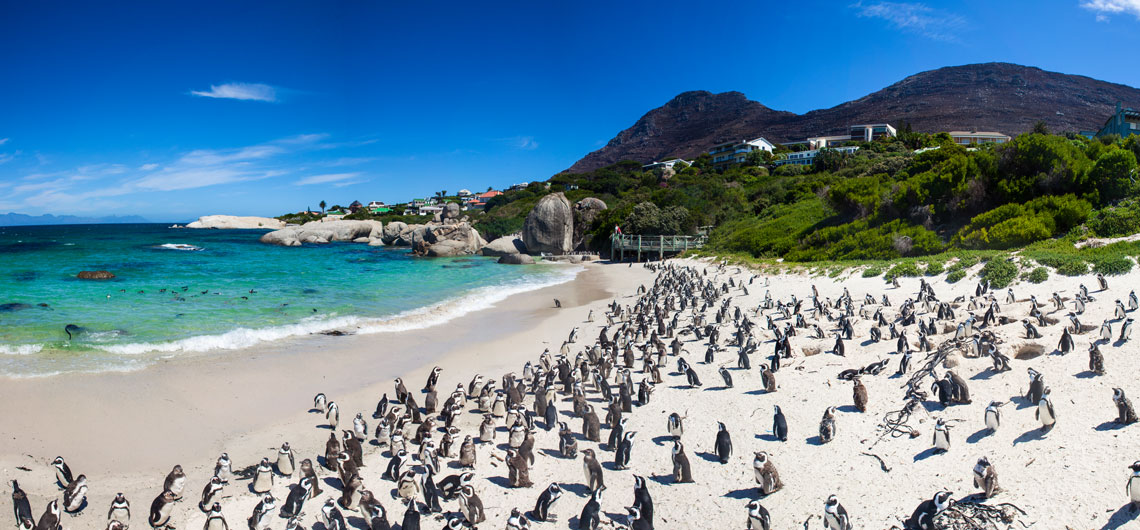 La bahía de arena de Boulders es un popular destino de vacaciones, pero el mejor lugar para ver pingüinos es Foxy Beach, que forma parte de la bahía. Recientemente se han construido pasarelas aquí, lo que permite a los bañistas ver a los pingüinos desde unos pocos metros.