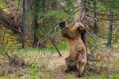 Menari beruang grizzly: video lucu