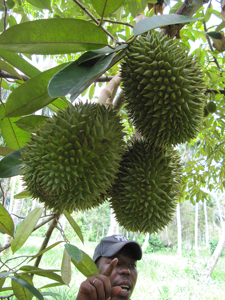 Durian er en tropisk frugt med en helvedes duft og en himmelsk smag.