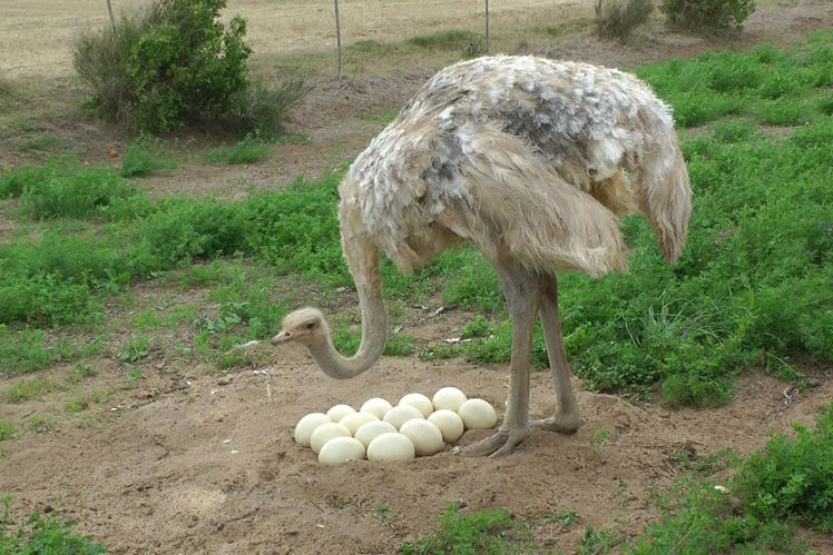 哪种鸟产的蛋最大，哪种蛋最小？