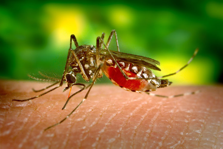 Komár je zabijáckým zvířetem číslo jedna