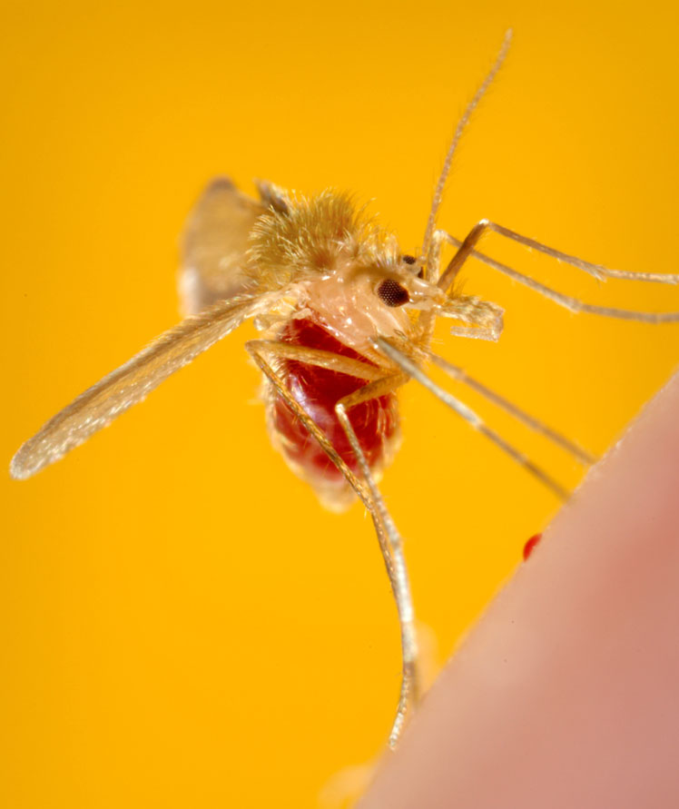 Комар – тварина-вбивця номер один