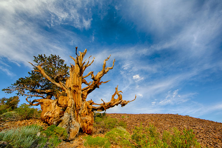 Pino Matusalén (Matusalén) – el árbol más antiguo del mundo