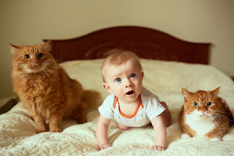 The small child and cats lie on the be
