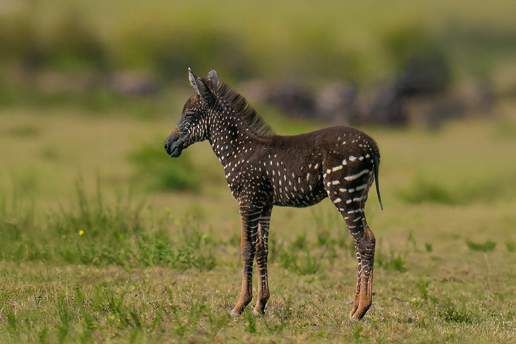 Polka-dot zebra: The rarest genetic phenomenon in the wild