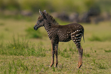 Tira the Polka-Dotted Zebra: The Story of a Unique Foal