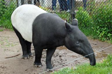 Tapirs, Blue dart frog, Red panda, Pufferfish, Vulture guinea fowl: the most unusual animals