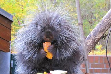 North American porcupine, Hoatzin, Terrible leafcreeper, Capybara, Sunfish: the most unusual animals