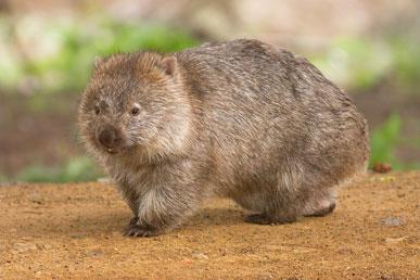 Intressanta fakta om wombats