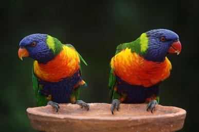 彩虹澳洲鹦鹉、飞龙、豹猫、粒状箭蛙、狮子鱼：最不寻常的动物