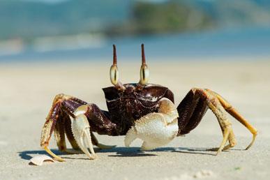 Ghost crab, Banks' mourning cockatoo, white kangaroo, coloring dart frog, Portuguese man-of-war: the most unusual animals