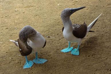 Blue-footed booby, Striped hyena, Strawberry poison frog, Addax, Horseshoe crab: the most unusual animals