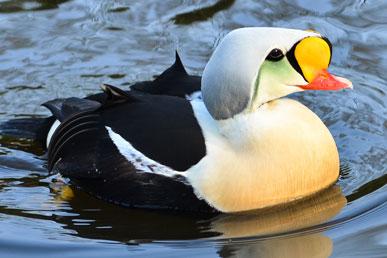 Comb eider, Horned spider, Blue monkey, Maned wolf, Pond frog: the most unusual animals