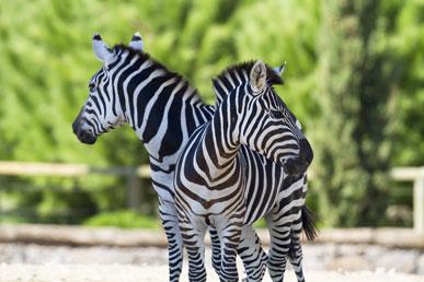 Interessante Fakten über Zebras