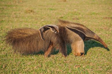 Giant anteater, Turaco, Hammerhead fruit bat, Spotted tamarin, Lanterns: the most unusual animals
