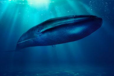Интересные факты о синем ките