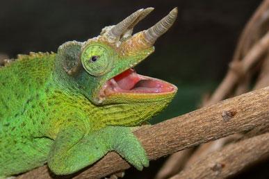 Horned chameleon, Curly dove, Tamarine Geoffroy, Markhorn goat, Komondor: the most unusual animals