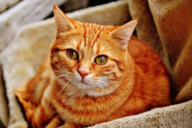 Interesting facts about cats