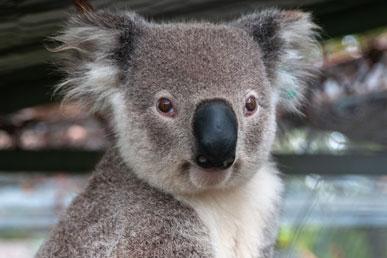Interessante fakta om koalaer