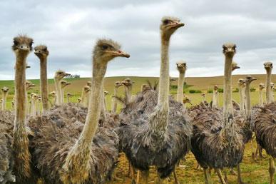 Цікаві факти про страусів