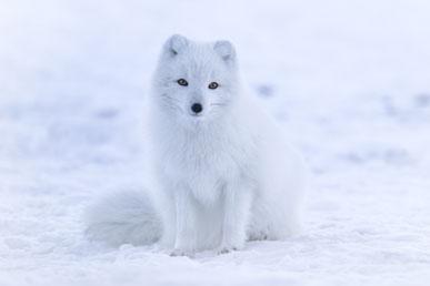 Interesting facts about arctic foxes